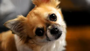 高清吉娃娃犬图片_10