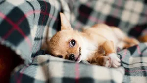 高清吉娃娃犬图片_12