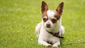 高清吉娃娃犬图片_13