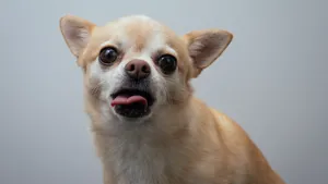 高清吉娃娃犬图片_15