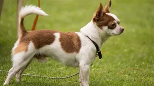 高清吉娃娃犬图片_16