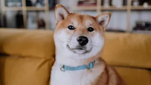 日本国犬 秋田犬图片