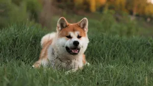 日本国犬 秋田犬图片_2