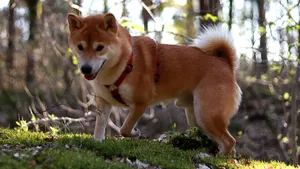 日本国犬 秋田犬图片_3