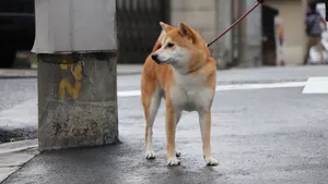 日本国犬 秋田犬图片_4