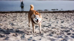 日本国犬 秋田犬图片_5