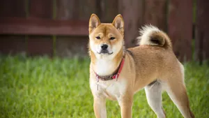 日本国犬 秋田犬图片_6