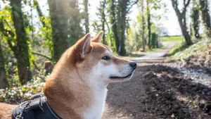 日本国犬 秋田犬图片_7