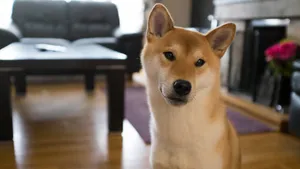 日本国犬 秋田犬图片_8