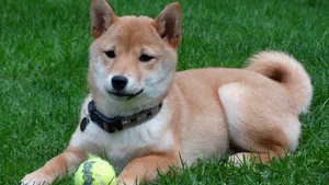 日本国犬 秋田犬图片_9