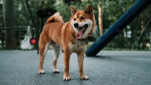 日本国犬 秋田犬图片_12
