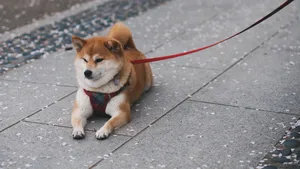 日本国犬 秋田犬图片_13