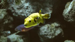 高清河鲀图片_4