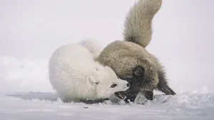 高清北极狐图片_2