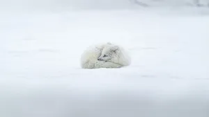高清北极狐图片_11