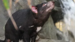 性情凶猛的袋獾图片_10