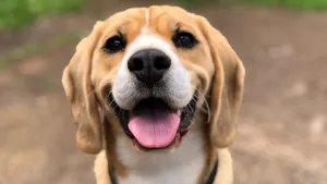 米格鲁猎兔犬图片