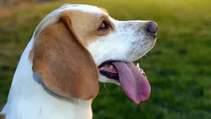 米格鲁猎兔犬图片_2