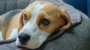 米格鲁猎兔犬图片_3
