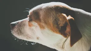 米格鲁猎兔犬图片_5
