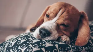 米格鲁猎兔犬图片_6