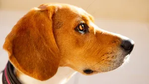 米格鲁猎兔犬图片_7