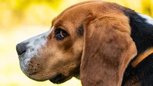 米格鲁猎兔犬图片_12