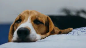 米格鲁猎兔犬图片_13