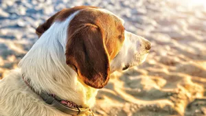米格鲁猎兔犬图片_14