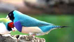 高清七彩文鸟图片_4