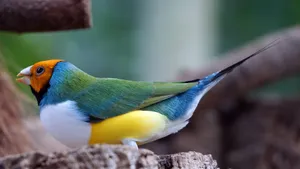高清七彩文鸟图片_6