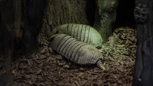 濒危动物犰狳图片_10