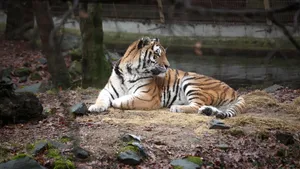 猛兽老虎图片_2
