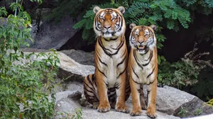 猛兽老虎图片_6