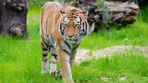 猛兽老虎图片_11