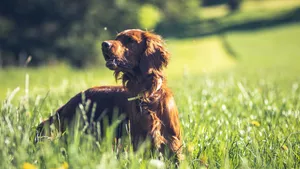 爱尔兰雪达犬图片_2