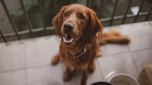 爱尔兰雪达犬图片_3