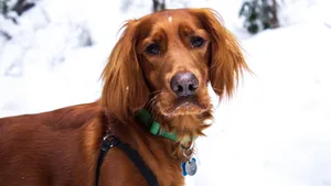 爱尔兰雪达犬图片_4