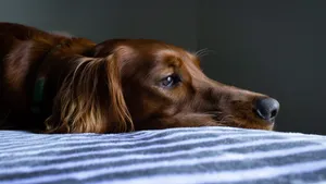 爱尔兰雪达犬图片_6