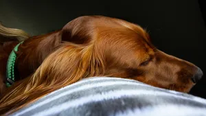爱尔兰雪达犬图片_8