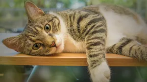 高清虎斑猫图片