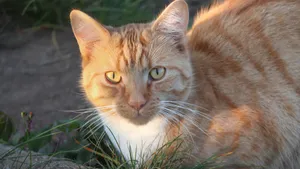 高清虎斑猫图片_2