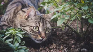 高清虎斑猫图片_4