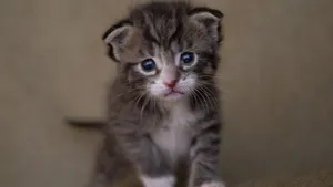 高清虎斑猫图片_5