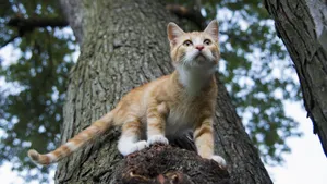 高清虎斑猫图片_6