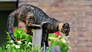 高清虎斑猫图片_10