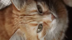高清虎斑猫图片_11