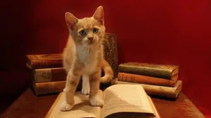 高清虎斑猫图片_12