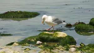 海鸥图片大全大图_4