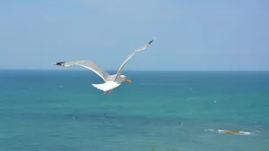 飞翔的海鸥图片大全_2